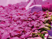 Iluminación LED para cultivos de horticultura