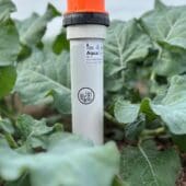 5-Broccoli-CR-Closeup